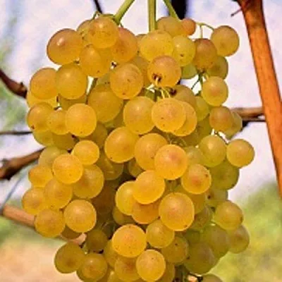 Виноград КИШМИШ КОКТЕЙЛЬ в Тюмени