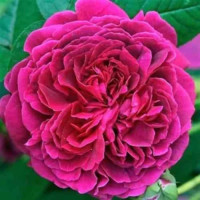 Саженцы роз ВИЛЬЯМ ШЕКСПИР английская  Саженцы роз ВИЛЬЯМ ШЕКСПИР английская в Тюмени