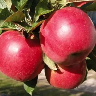 Яблоня РУБИН в Тюмени