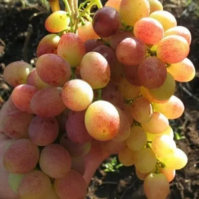 Виноград ТАСОН  Виноград ТАСОН в Тюмени