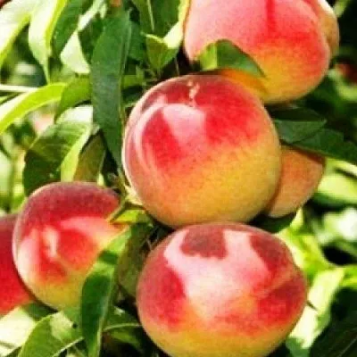 Персик НОВОСЕЛКОВСКИЙ  Персик НОВОСЕЛКОВСКИЙ в Тюмени