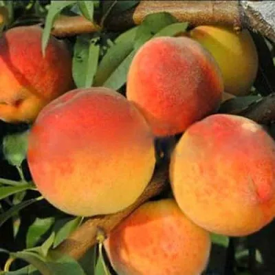 Персик РОЯЛ ВИ  Персик РОЯЛ ВИ в Тюмени