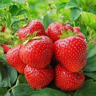 Клубника КИМБЕРЛИ  Клубника КИМБЕРЛИ в Тюмени