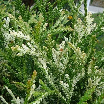 Туевик ВАРИЕГАТА долотовидный   Туевик ВАРИЕГАТА долотовидный  в Тюмени