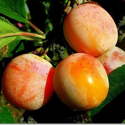 Ранняя в Тюмени