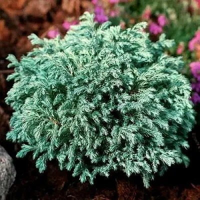 Кипарисовик БЕБИ БЛЮ горохоплодный  Кипарисовик БЕБИ БЛЮ горохоплодный в Тюмени