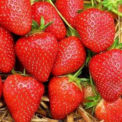 Клубника КВИКИ  Клубника КВИКИ в Тюмени