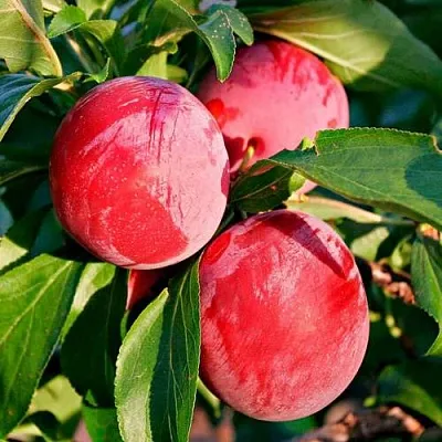 Красная в Тюмени