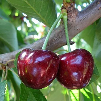 Черешня СЮБАРОВСКАЯ в Тюмени