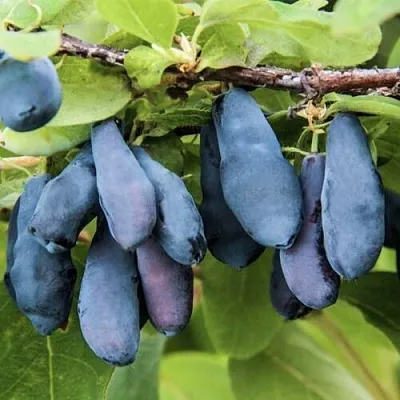 Жимолость съедобная СИБИРЯЧКА  Жимолость съедобная СИБИРЯЧКА в Тюмени