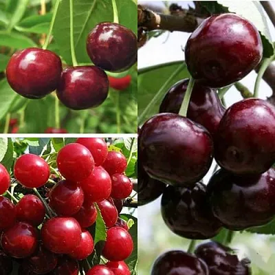 Комплект ВИШНЕВЫЙ САД в Тюмени