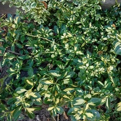 Бересклет САНСПОТ форчуна  Бересклет САНСПОТ форчуна в Тюмени