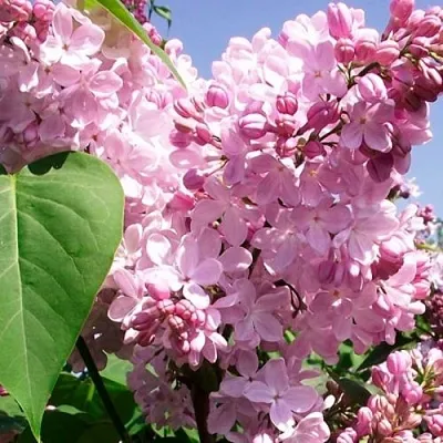 Сирень АДЕЛИНА  Сирень АДЕЛИНА в Тюмени