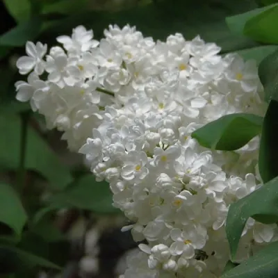 Сирень РУССКИЙ СЕВЕР в Тюмени