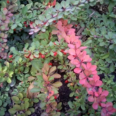 Барбарис ГРИН КАРПЕТ тунберга в Тюмени