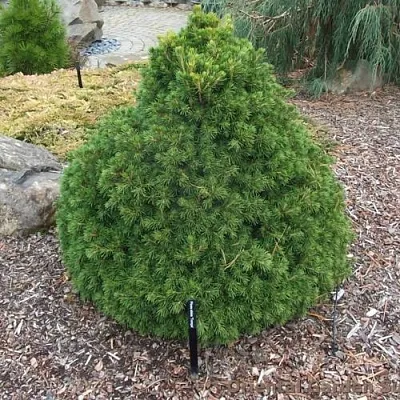 Ель ТОМПА обыкновенная  Ель ТОМПА обыкновенная в Тюмени