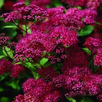 Спирея АНТОНИ ВАТЕРЕР японская в Тюмени