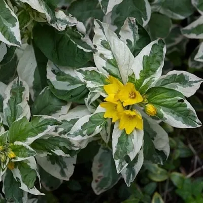 Вербейник АЛЕКСАНДР точечный  Вербейник АЛЕКСАНДР точечный в Тюмени