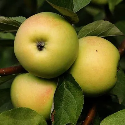 Яблоня ДАНИЛА в Тюмени