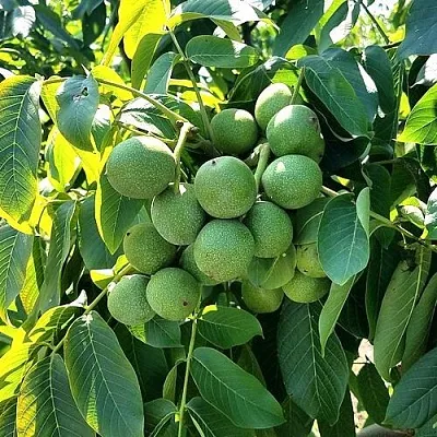 Грецкий орех  ИЗЯЩНЫЙ  Грецкий орех  ИЗЯЩНЫЙ в Тюмени