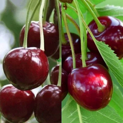 Комплект ВИШНЕВЫЙ ТАНДЕМ в Тюмени