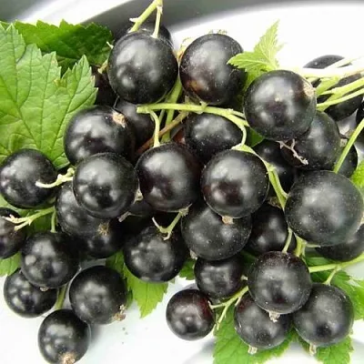 Смородина черная ТИТАНИЯ в Тюмени