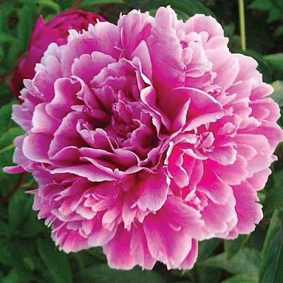 Пион ПУРПУРНАЯ ФЕЕРИЯ травянистый  Пион ПУРПУРНАЯ ФЕЕРИЯ травянистый в Тюмени