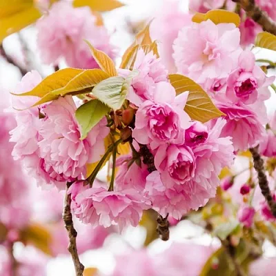 Сакура КАНЗАН  Сакура КАНЗАН в Тюмени