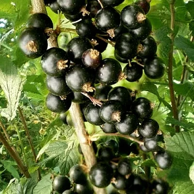 Смородина черная БЕН ТИРЕН  Смородина черная БЕН ТИРЕН в Тюмени