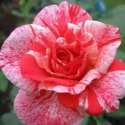 Саженцы роз ФИЛАТЕЛИЯ чайно-гибридная  Саженцы роз ФИЛАТЕЛИЯ чайно-гибридная в Тюмени