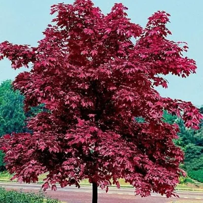 Клен КРИМСОН КИНГ остролистный в Тюмени