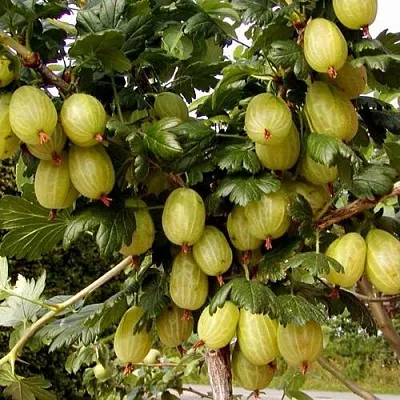 Крыжовник ИНВИКТА в Тюмени