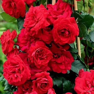 Саженцы роз АМАДЕУС плетистая  Саженцы роз АМАДЕУС плетистая в Тюмени