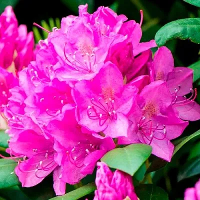 Азалия ПУРПУРТРАУМ японская в Тюмени