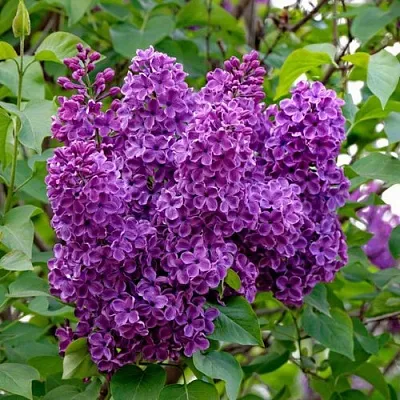 Сирень СУМЕРКИ в Тюмени