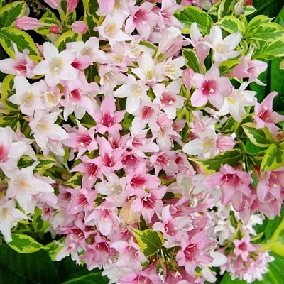 Вейгела САННИ ПРИНЦЕСС в Тюмени