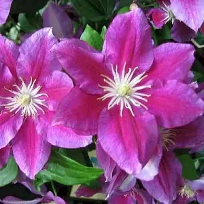 Клематис ХАНИЯ  Клематис ХАНИЯ в Тюмени