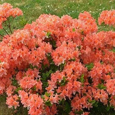 Рододендрон ЯПОНСКИЙ ОРАНЖЕВЫЙ  Рододендрон ЯПОНСКИЙ ОРАНЖЕВЫЙ в Тюмени
