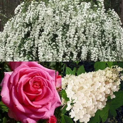 Комплект ВЕЧНАЯ КЛАССИКА в Тюмени