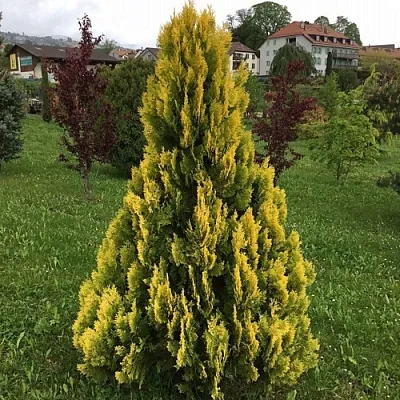 Туя ЕЛЛОУ РИББОН западная  Туя ЕЛЛОУ РИББОН западная в Тюмени