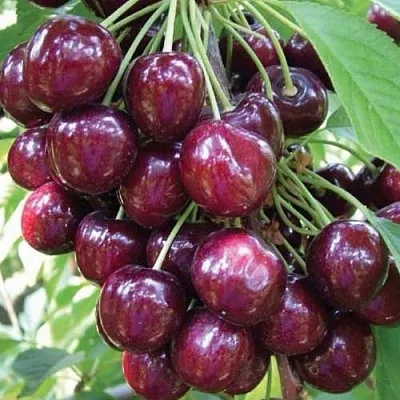 Черешня СЭМ колонновидная в Тюмени