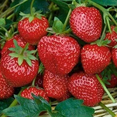 Клубника СЕЛЬВА ремонтантная  Клубника СЕЛЬВА ремонтантная в Тюмени