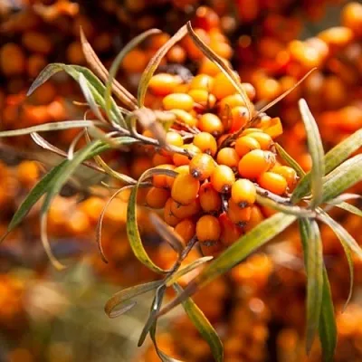 Облепиха ФИНСКАЯ  Облепиха ФИНСКАЯ в Тюмени