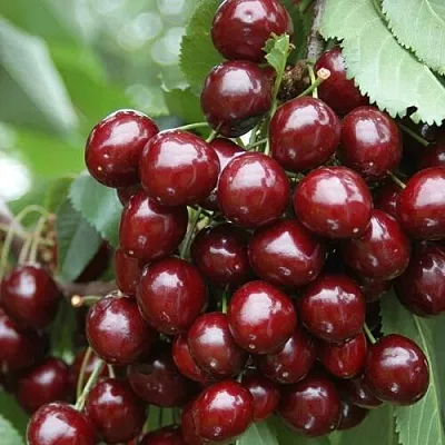 Черешня СИЛЬВИЯ колоновидная в Тюмени