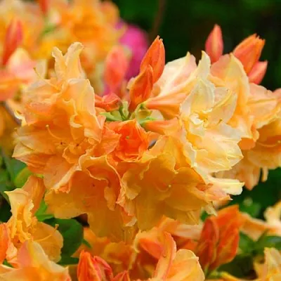 Азалия ЧАРДАШ листопадная в Тюмени