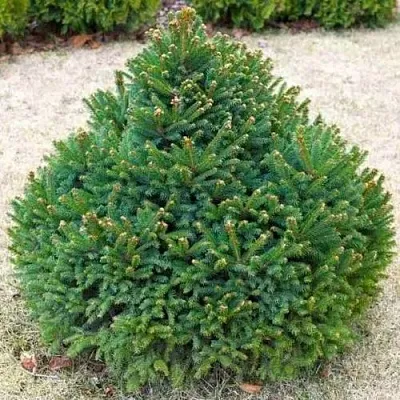 Ель БАРРИ обыкновенная  Ель БАРРИ обыкновенная в Тюмени