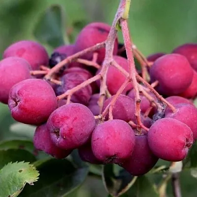 Рябина ДЕСЕРТНАЯ МИЧУРИНА сладкоплодная  Рябина ДЕСЕРТНАЯ МИЧУРИНА сладкоплодная в Тюмени