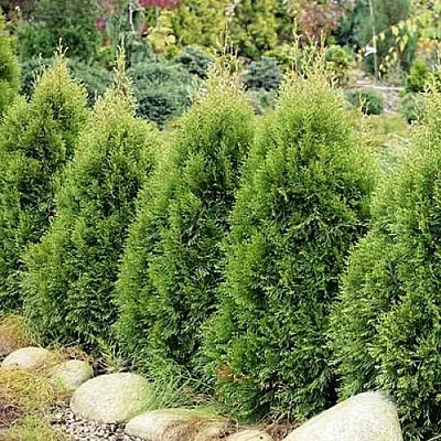 Туя СМАРАГД ВИТБОНТ западная  Туя СМАРАГД ВИТБОНТ западная в Тюмени