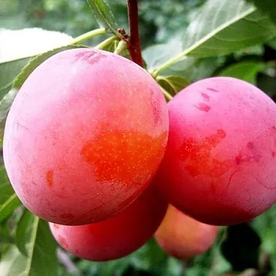 Слива КОМЕТА в Тюмени