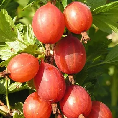 Крыжовник МАШЕКА в Тюмени